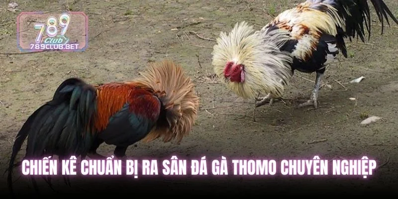 5 Sự Thật Về Đá Gà Thomo - Sức Hút Của Trường Đấu Đỉnh Cao Chiến kê chuẩn bị ra sân đá gà thomo chuyên nghiệp